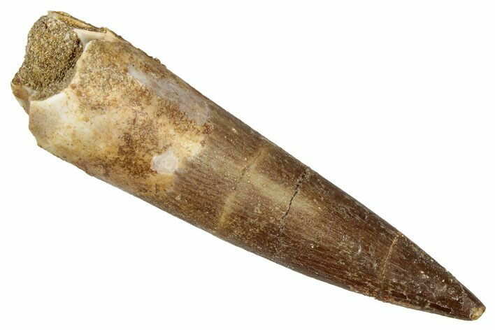 Fossil Plesiosaur (Zarafasaura) Tooth - Morocco #344211